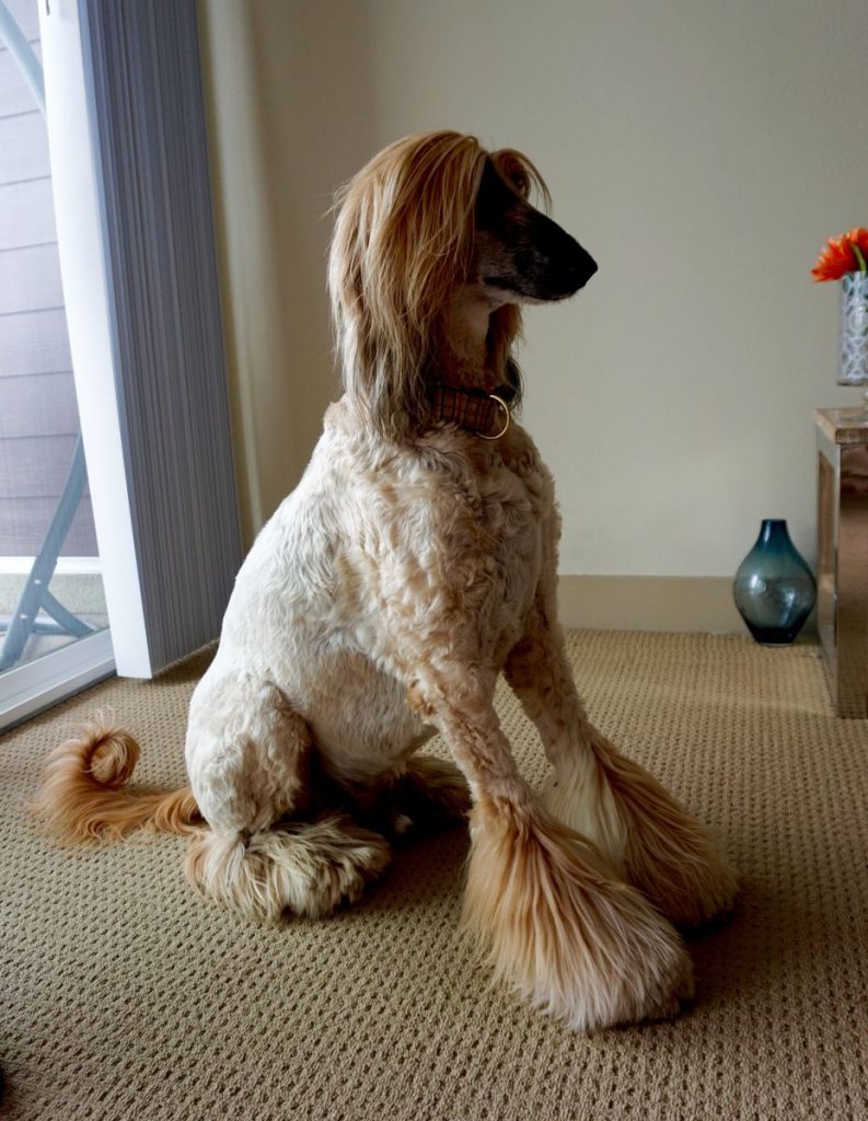 black fashion blogger