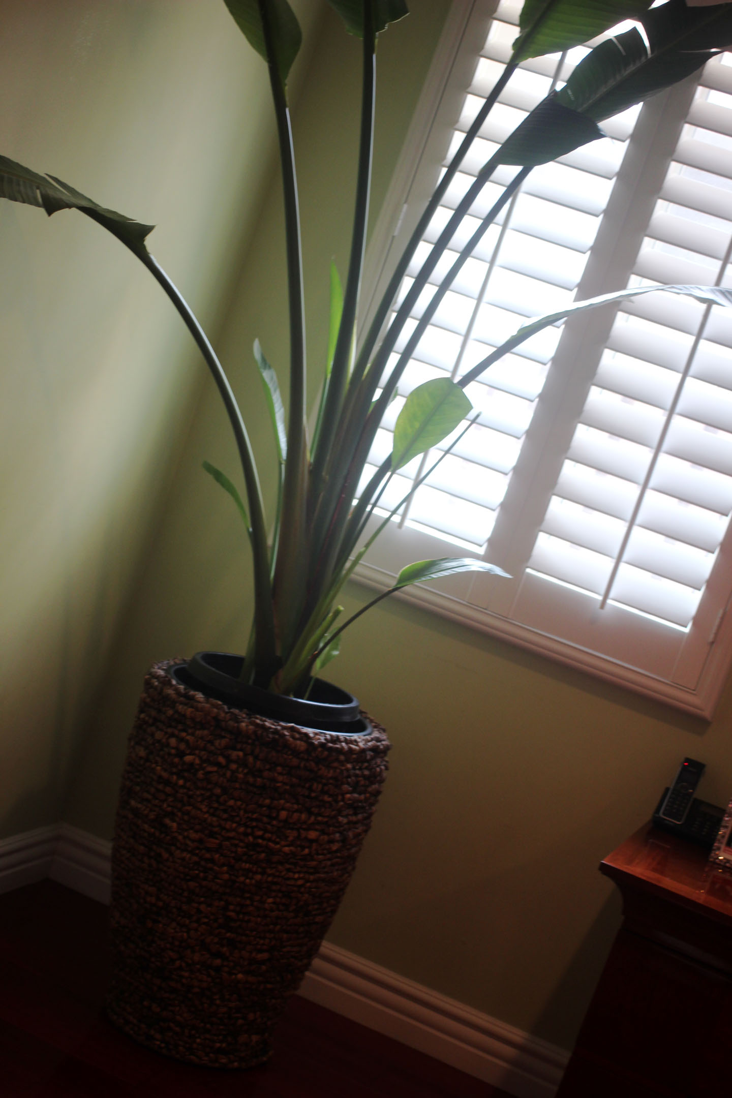 plants
